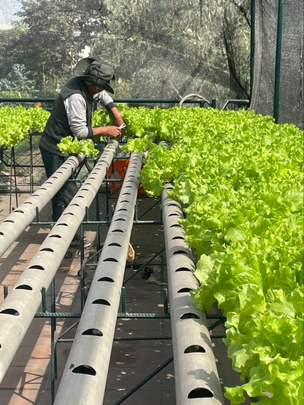 planting hydroponic garden