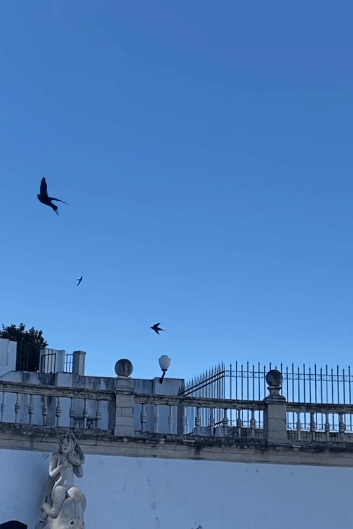 Blue Jay in Flight by Aaron Smith